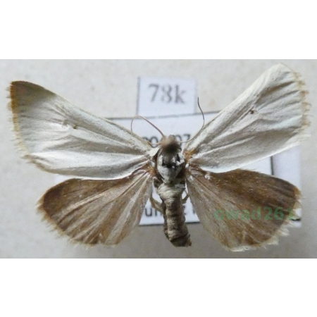 Aegle kaekeritziana (Hübner, 1799) Romania78k